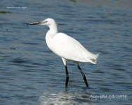 Aigrette garzette juvenile_4595.jpg